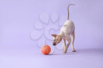 Funny playful Sphynx cat on color background�