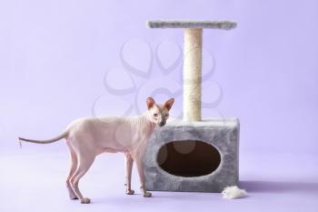 Funny Sphynx cat near scratching post on color background�