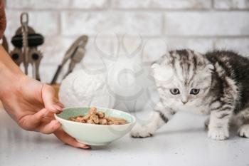 Young woman feeding cute little kitten in kitchen�