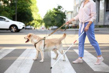 Young blind woman with guide dog crossing road�