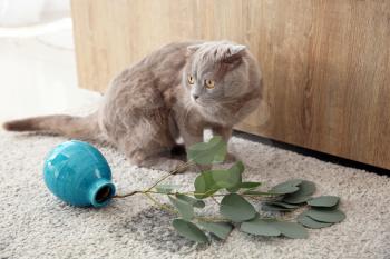 Cute cat and dropped vase on carpet�