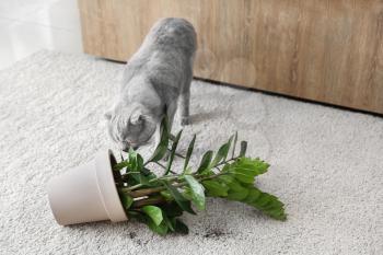 Cute cat and dropped pot with houseplant on carpet�