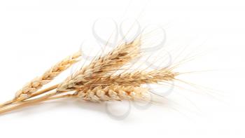 Wheat spikelets on white background�