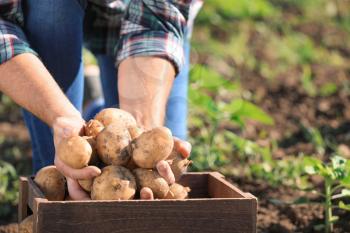 Senior male farmer with gathered potatoes in field, closeup�