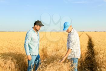 Male farmers working in wheat field�