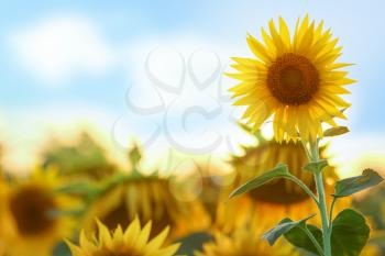 Beautiful blooming sunflower in field�