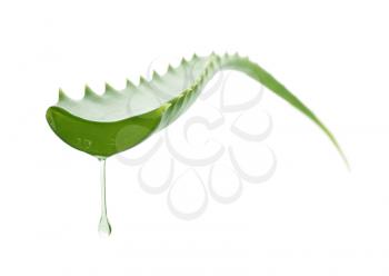 Juicy aloe leaf on white background�