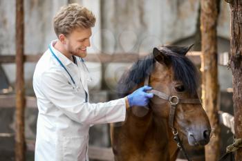 Veterinarian examining horse on farm�
