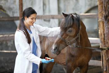 Veterinarian examining horse on farm�