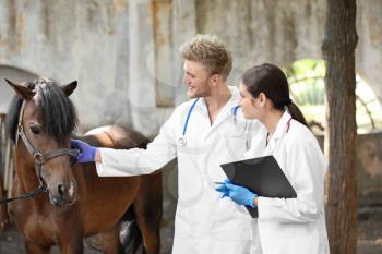 Veterinarians examining horse on farm�