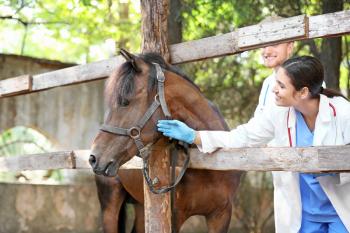 Veterinarians examining horse on farm�