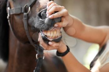 Veterinarian examining horse teeth on farm, closeup�