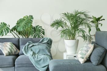 Interior of modern room with sofa and houseplants�