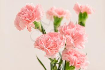 Beautiful carnation flowers on light background�