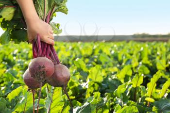 Female farmer with gathered beetroots in field�