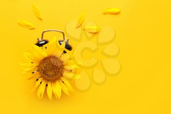 Sunflower with alarm clock on color background�
