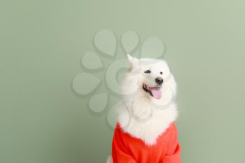 Cute Samoyed dog in sweater on color background�