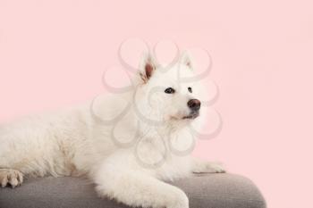 Cute Samoyed dog lying on bench near color wall�