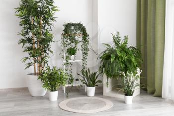 Interior of modern room with green houseplants�