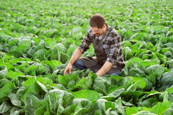 Male agricultural engineer working in field�