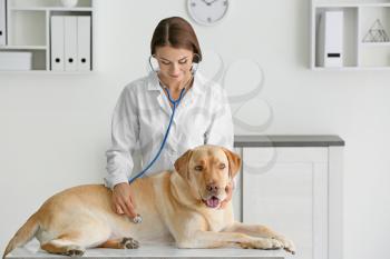 Veterinarian examining cute dog in clinic�