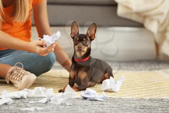 Beautiful young woman scolding cute toy terrier dog for making mess at home�