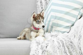 Cute husky puppy on sofa at home�