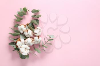 Beautiful cotton flowers and eucalyptus branches on color background�