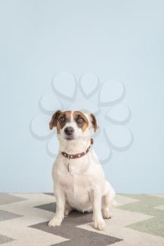 Cute Jack Russell Terrier on color background�