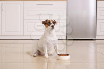 Cute Jack Russell Terrier with dry food in kitchen�