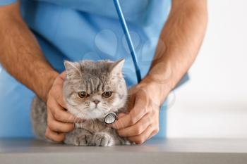 Veterinarian examining cute cat in clinic, closeup�