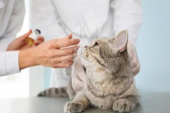 Veterinarians vaccinating cute cat on clinic�