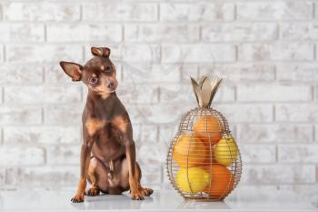 Cute toy terrier dog with fresh citrus fruits sitting on table�