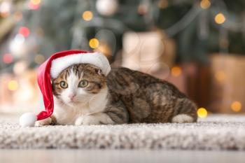 Cute funny cat in Santa hat at home�