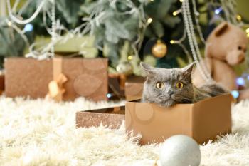 Cute funny cat in Christmas gift box at home�