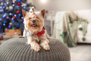 Cute dog in room decorated for Christmas�