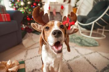 Cute dog with deer horns in room decorated for Christmas�