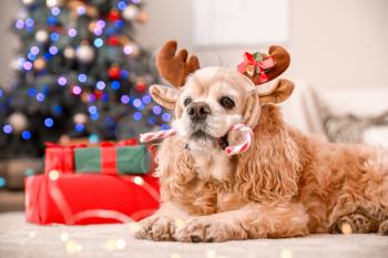 Cute dog with deer horns and candy cane in room decorated for Christmas�