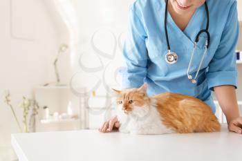 Female veterinarian examining cute cat in clinic�