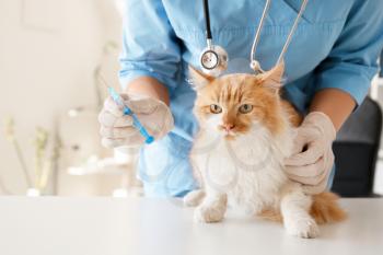 Female veterinarian vaccinating cute cat in clinic�