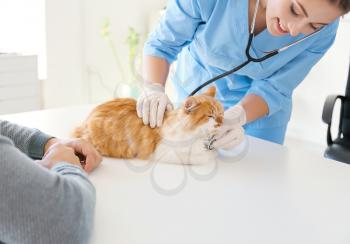 Owner with cat visiting veterinarian in clinic�