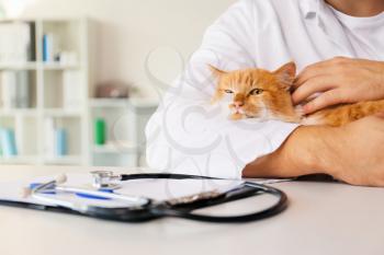 Male veterinarian with cute cat in clinic, closeup�