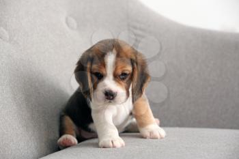 Cute beagle puppy on sofa�