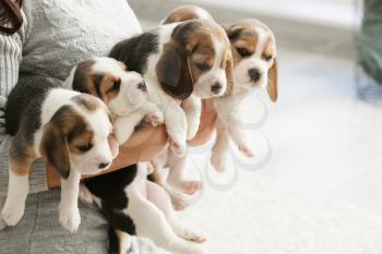 Owner with cute beagle puppies at home�
