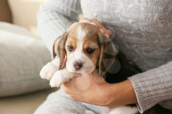 Owner with cute beagle puppy at home 