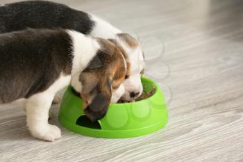 Cute beagle puppies eating food from bowl at home 