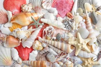 Many beautiful sea shells and starfish as background�