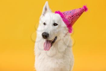 Cute funny dog with party hat on color background�