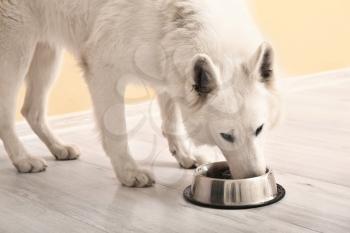 Cute funny dog eating food from bowl at home�