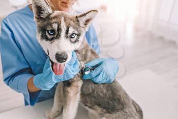 Veterinarian examining cute husky puppy in clinic�